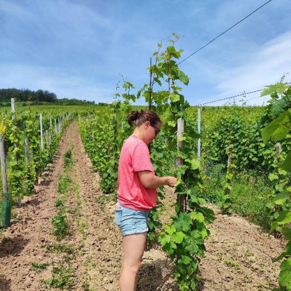 Vins d’Alsace Silber | Morgane dans les vignes